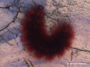 woolly bear caterpillar Oklahoma © 2015 Nicole Musslewhite 2