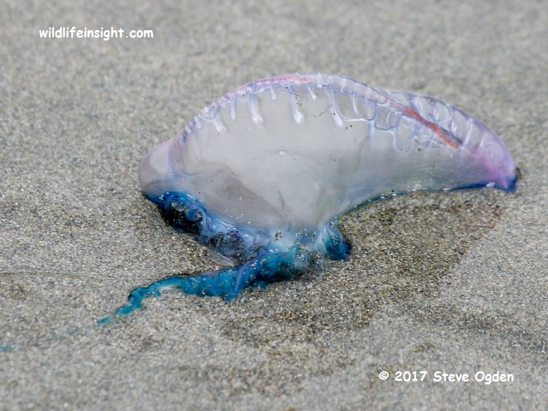 Portuguese man of war jellyfish (Physalia physalis) on Pendower Beach, The Roseland Peninsula in Cornwall © 2017 Steve Ogden