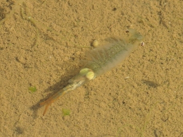 Fairy Shrimp (Chirocephalus diaphanus)