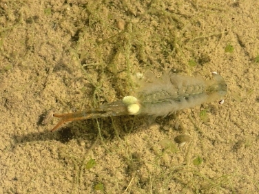 Fairy Shrimp (Chirocephalus diaphanus)