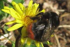 British Bees
