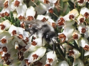 Ashy Mining-bee (Andrena cineraria) - male