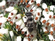 Ashy Mining-bee (Andrena cineraria)