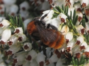 Tawny Mining-bee (Andrena fulva) - female