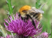 Common Carder Bee (Bombus pascuorum)