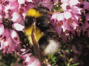 Garden Bumblebee (Bombus hortorum)