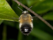 Hairy-footed Flower Bee (Anthophora plumipes)