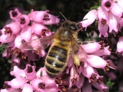 Honeybee (Apis mellifera)
