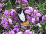 Red-tailed Bumblebee (Bombus lapidarius)