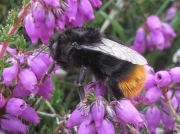 Red-tailed Bumblebee (Bombus lapidarius)