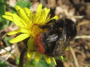 Red-tailed Bumblebee (Bombus lapidarius)