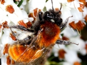 Tawny Mining-bee (Andrena fulva) - female