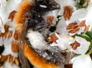 Tawny Mining-bee (Andrena fulva) - female