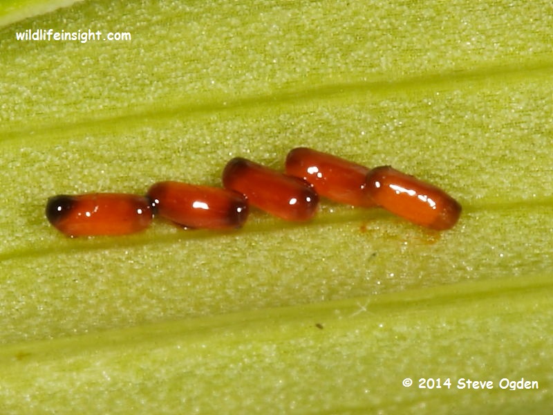 Lily Beetle eggs (liloceris lilii) © 2014 Steve Ogden