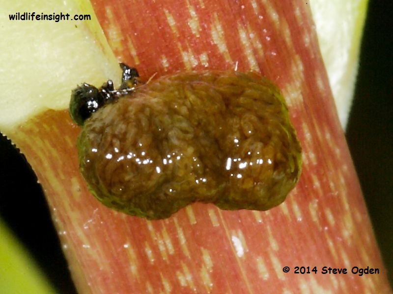 Lily Beetle larva (liloceris lilii) © 2014 Steve Ogden