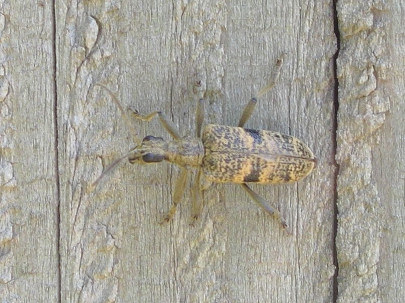 Black-spotted Longhorn Beetle