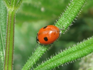2-spot Ladybird (Adalia bipunctata)