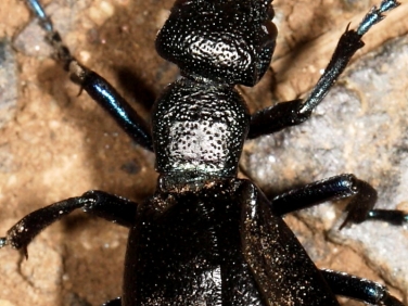 Black Oil Beetle (Meloe proscarabaeus) - detail