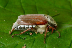 British Beetles