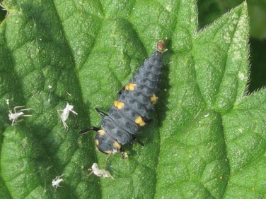 7-spot Ladybird (Coccinella septempunctata) larva