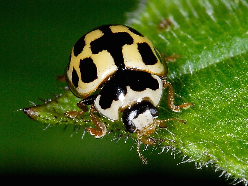 14-spot Ladybird (Propylea 14-punctata)