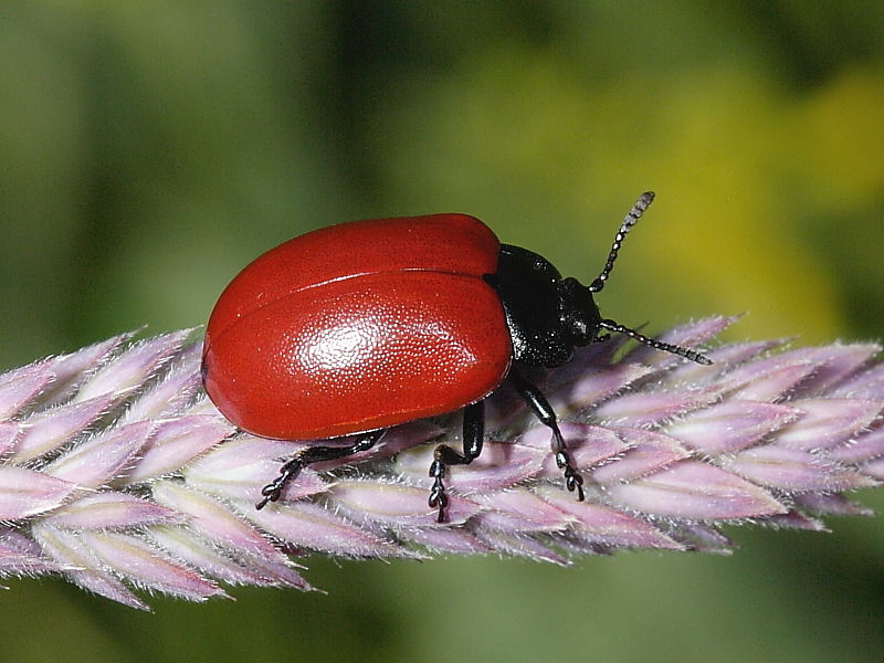 Poplar Leaf Beetle