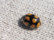 10-spot Ladybird (Adalia decempunctata)