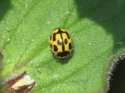 14-spot Ladybird (Propylea 14-punctata)