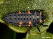7-spot Ladybird (Coccinella septempunctata) larva