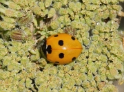 7-spot Ladybird (Coccinella septempunctata)