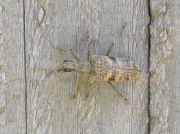 Black-spotted Longhorn Beetle