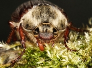 Cockchafer or May Bug (Melolontha melolontha) - close up of male