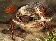 Cockchafer or May Bug (Melolontha melolontha) - close up of male, showing antennae 2012 Steve Ogden