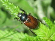 Garden Chafer (Phyllopertha horticola)