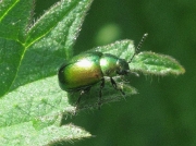 Gastrophysa viridula
