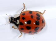 Harlequin Ladybird (Harmonia axyridis)