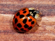 Harlequin Ladybird (Harmonia axyridis)