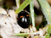 Heather Ladybird (Chilocorus bipustulatus)