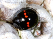 Heather Ladybird (Chilocorus bipustulatus)