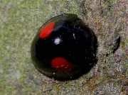 Kidney-spot Ladybird (Chilocorus renipustulatus)
