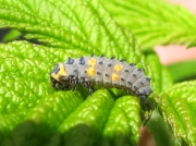 7-spot Ladybird (Coccinella septempunctata) larva
