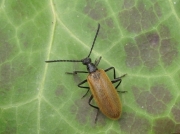 Lagria hirta