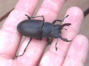 Male Stag Beetle (Lunanus cervus)