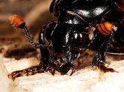 Nicrophorous humator - antennae
