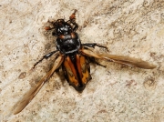 Nicrophorus investigator with wings extended