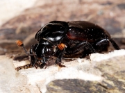 Nicrophorus humator