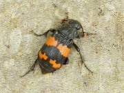 Nicrophorus investigator