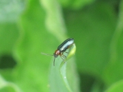 Cereal Leaf Beetle (Oulema melanopa)