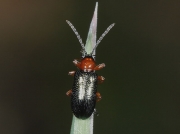 Cereal Leaf Beetle (Oulema melanopa)