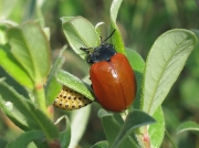 Poplar Leaf Beetle (Chrysomela populi) showing larva